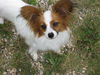 lorne_lawndart_08_169.JPG
