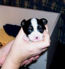 page-calvin-2wks.jpg
