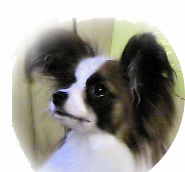 Papillon Pup Ricky