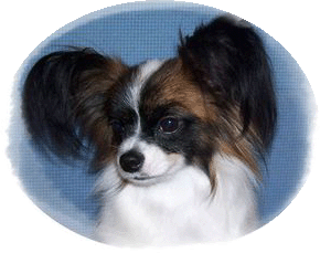 Papillon Maximilian Maison Della Alia