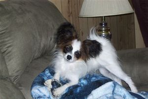 Papillon Pup